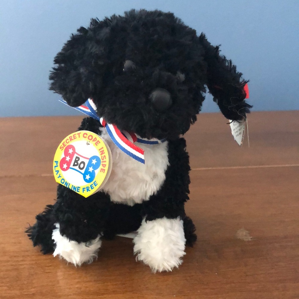 Bo the Portuguese Water Dog